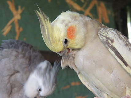 perroquets, animaux domestiques, se soucier, charge, amour, purification, couple, cockatiel, coloration, le bec, oiseau, un animal, fermer, la faune des animaux, thèmes animaux, animal, vertébré, animaux à l'état sauvage, perroquet, groupe d'animaux, se concentrer sur le premier plan, deux animaux, personne, journée, se percher, la nature, cacatoès, couleur blanche, en plein air, famille d'animaux, 4K, CC0, domaine public, libre de droits