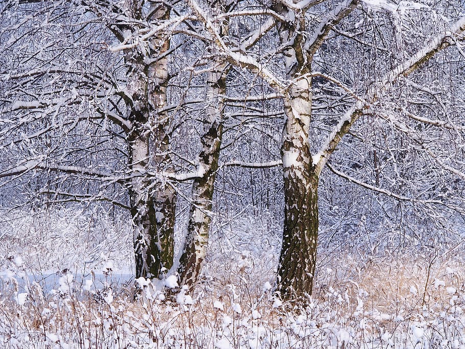 hivern, neu, arbre, naturalesa, bedoll, bosc, gelades, paisatge, parc, vista, Polònia, manera, fusta dura, camps, la boira, fullatge, biel, al matí, Pel matí, vegetació, tranquil·litat, el silenci, el sol, temperatura de fred, temps, planta, cap gent, dia, bellesa a la natura, terra, cobertura, congelat, branca, a l'aire lliure, creixement, arbre nu, Color blanc, tronc, clima extrem, nevar, 4K
