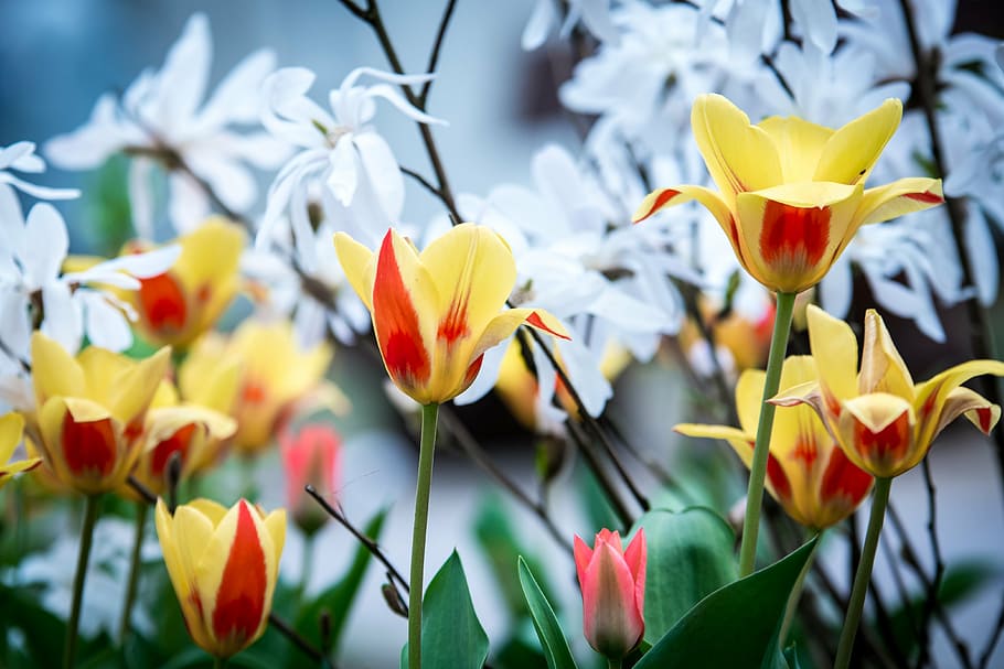 primavera, tulipani, giovane guidava, fioritura, natura, fiori, giallo, pianta, spina, bianca, fiore, paesaggio, sole, crescita, risveglio, vicino, pianta fiorita, bellezza nella natura, vulnerabilità, freschezza, petalo, fragilità, avvicinamento, testa di fiore, infiorescenza, tulipano, giorno, nessuno, stelo vegetale, all'aperto, messa a fuoco selettiva, letto di fiori, 4K