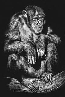 portræt, primat, abe, voksen, chimpanse, pattedyr, dyreliv, hvirveldyr, dyr i naturen, et dyr, ingen mennesker, gorilla, sidder, dyrehår, hår, lempelse, leder, kigger væk, dyre familie, sort baggrund, omsorg, 2K, CC0, offentligt domæne, royaltyfrie