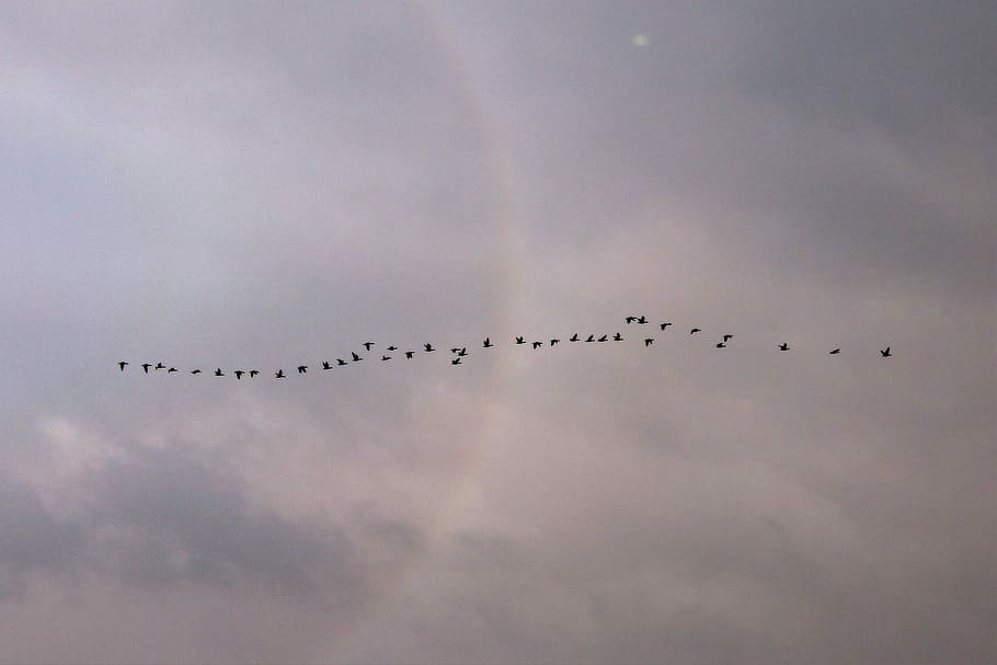 núvols, vol, volar, ocell aquàtic, ocells, eixam, naturalesa, cel, espurna, aus migratòries, platja, animals, mar, aigua, Costa, criatura, sol, món animal, humor, volant, ocell, ramat d’ocells, migració, animal, aire, a l'aire lliure, animals a la natura, temes d'animals, fauna animal, grup d’animals, vertebrats, núvol - cel, vista d’angle baix, gran grup d’animals, cap gent, a l'aire, migració animal, bellesa a la natura, moviment, dia, 1080P