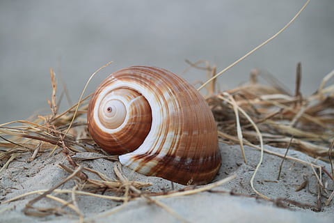Marrone, lumaca, grigio, sabbia, conchiglia, guscio di chiocciola, vicino, natura, animali, animale, animale marino, animali marini, marittimo, creatura, strutture, modello, Spiaggia di sabbia, spiaggia, costa, ancora, viaggio, vacanze, vacanza, mare del Nord, natura morta, gorgo, rotazione, ruotato, spirale, turbine, fondo spiaggia, relitti, mondo animale, decorativo, deco, meeresbewohner, avvicinamento, oggetto, macro, guscio di animale, mare, mollusco, fauna selvatica, temi animali, invertebrato, messa a fuoco selettiva, animali allo stato selvatico, nessuno, un animale, giorno, gasteropode, all'aperto, terra, pianta, 4K, CC0, dominio pubblico, privo di copyright