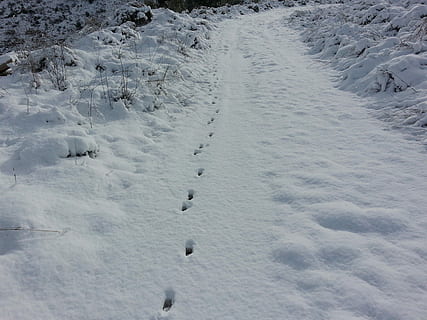 neu, Camí, ruta, hivern, naturalesa, blanc, fred, temporada, escena, nevat, a l'aire lliure, congelat, gel, desembre, Atenes, Grècia, rodopoli, temperatura de fred, cap gent, dia, aigua, vista d’angle alt, Color blanc, vertebrats, bellesa a la natura, cobertura, terra, animal, empremta, temes d'animals, paisatge, camp, medi ambient, 2K, CC0, domini públic, lliure de regalies