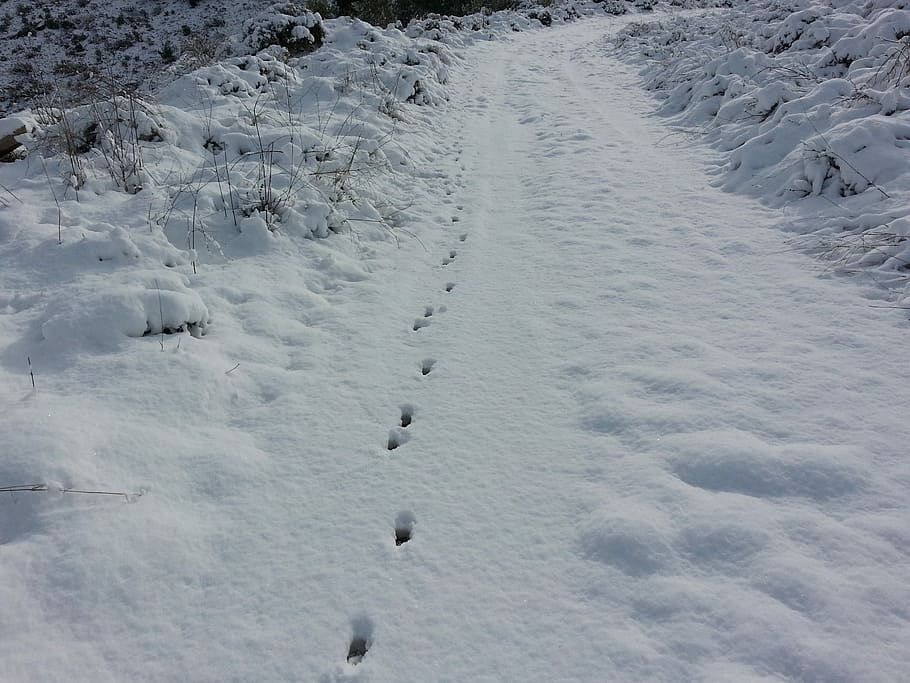 neu, Camí, ruta, hivern, naturalesa, blanc, fred, temporada, escena, nevat, a l'aire lliure, congelat, gel, desembre, Atenes, Grècia, rodopoli, temperatura de fred, cap gent, dia, aigua, vista d’angle alt, Color blanc, vertebrats, bellesa a la natura, cobertura, terra, animal, empremta, temes d'animals, paisatge, camp, medi ambient, 2K