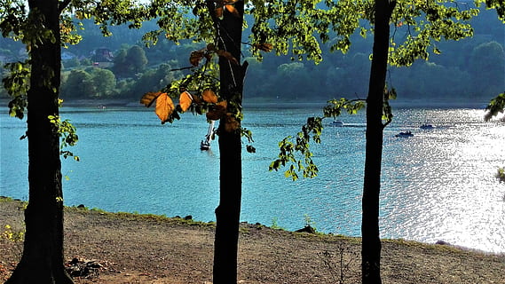 tree, lake, september, plant, water, trunk, tree trunk, tranquility, nature, beauty in nature, scenics - nature, tranquil scene, sky, land, sea, growth, beach, sunlight, day, no people, outdoors, wooden post, 2K, CC0, public domain, royalty free