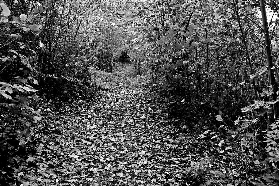 skog, borte, glade, sti, fotturer, skogssti, humør, høst, natur, trær, dag, tre, ingen folk, utendørs, ro, anlegg, veien forover, vekst, retning, gangsti, rolig scene, land, skjønnhet i naturen, landskap, ikke-urbane scene, skitt, blad, synkende perspektiv, 5K