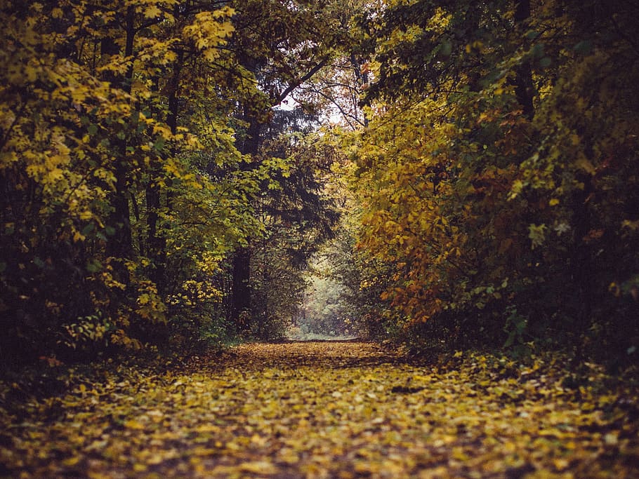 arbres forestals, durant el dia, parc, bosc, boscos, arbres, fulles, branques, tardor, caure, naturalesa, Camí, ruta, arbre, planta, canvi, tranquil·litat, el camí a seguir, bellesa a la natura, direcció, creixement, escena tranquil·la, cap gent, terra, full, part de la planta, sendera, dia, escenics - natura, escena no urbana, a l'aire lliure, col·lecció de tardor, 4K
