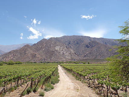 cafayate, salta, Argentina, krajina, hora, scenics - příroda, nebe, krása v přírodě, životní prostředí, rostlina, přistát, Příroda, silnice, cesta vpřed, klid, pohoří, špína, klidné scény, směr, zelená barva, pole, zemědělství, polní cesta, nikdo, venku, perspektiva, suché podnebí, dělání vína, 4K, CC0, veřejná doména, bez autorských práv