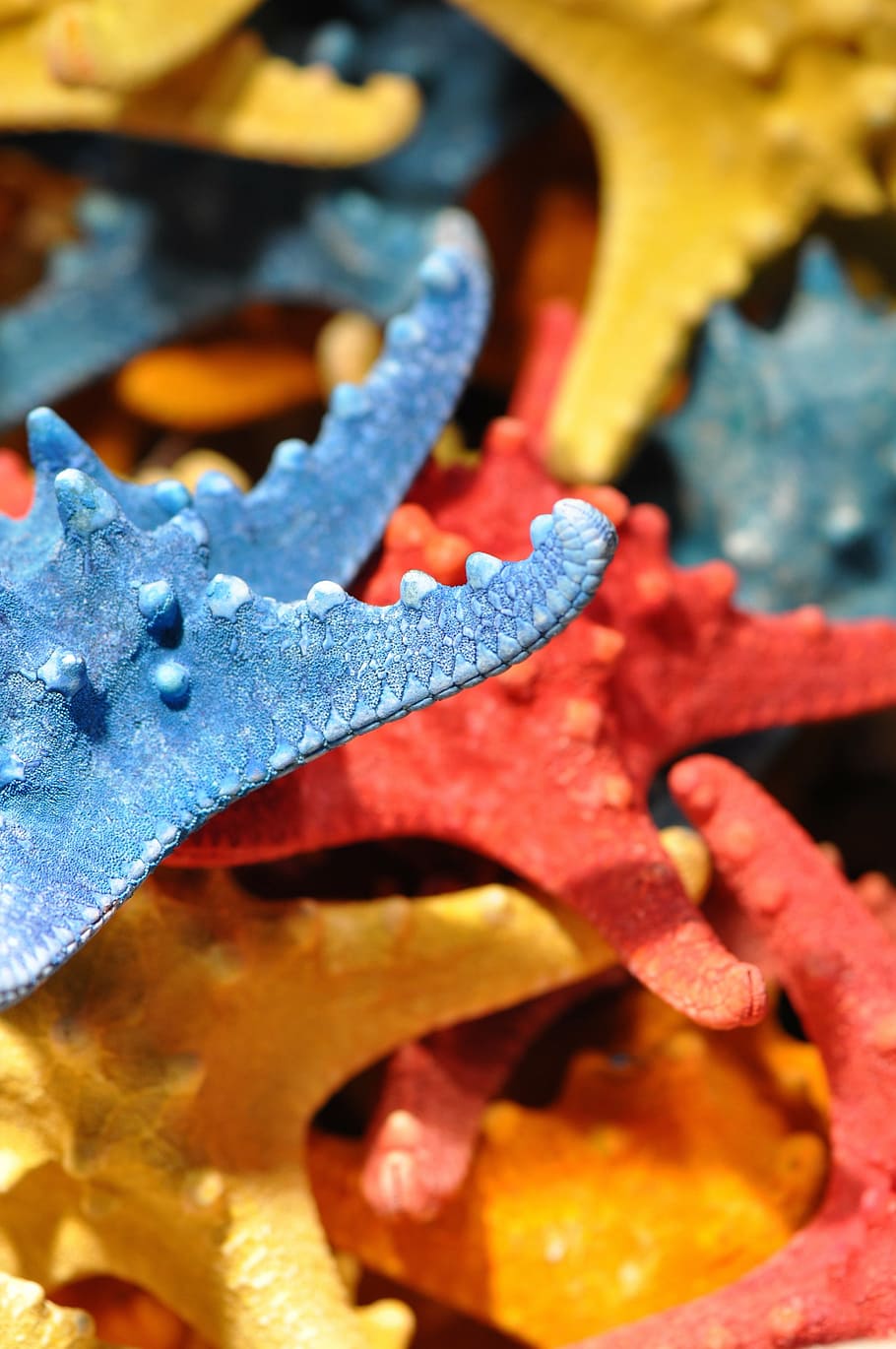 estrelas do mar, mar, oceano, cartuchos, conchas do mar, de praia, marinho, Beira Mar, fechar-se, ninguém, ao ar livre, dia, temas animais, metal, azul, focar em primeiro plano, dentro de casa, oxidado, amarelo, natureza, comida e bebida, quadro completo, foco seletivo, Comida, beleza na natureza, parte da planta, estragado, folha, boca aberta, 2K
