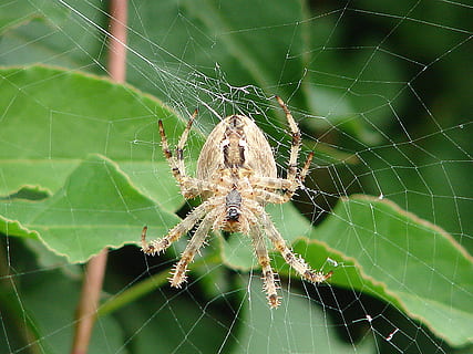 ragno, ragnatela, insetto, Rete, vicino, Aracne, aracnide, macro di ragno, un animale, natura, fragilità, temi animali, invertebrato, animale, artropodo, fauna selvatica, animali allo stato selvatico, avvicinamento, concentrarsi sulle conoscenze acquisite, vulnerabilità, sopravvivenza, nessuno, parte del corpo animale, giorno, gamba animale, all'aperto, web, complessità, 2K, CC0, dominio pubblico, privo di copyright