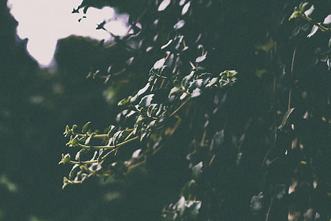 close-up photo, green, leafed, plant, close, photo, leaf, stem, dark, outdoor, no people, day, outdoors, nature, close-up, tree, beauty in nature, large group of animals, branch, animal wildlife, animals in the wild, group of animals, water, plant part, tranquility, growth, focus on foreground, vertebrate, flock of birds, 5K, CC0, public domain, royalty free