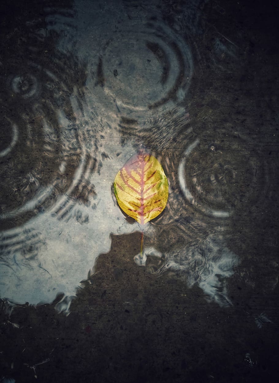 efecte de pluja, marró, verd, full, aigua, bassal, ondulació, reflexió, naturalesa, part de la planta, vista d’angle alt, cap gent, flotant, tardor, flotant a l'aigua, dia, directament a sobre, a l'aire lliure, davant del mar, humit, groc, llac, primer pla, textura, canvi, fulles, 4K