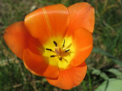 tulipa, flor, florir, pètals, segell, pol·len, tancar, primavera, groc, taronja, colorit, triangle, planta amb flors, frescor, planta, fragilitat, vulnerabilitat, pètal, primer pla, bellesa a la natura, inflorescència, cap de flor, color taronja, creixement, naturalesa, centrar-se en primer pla, cap gent, estambres, a l'aire lliure, 4K, CC0, domini públic, lliure de regalies