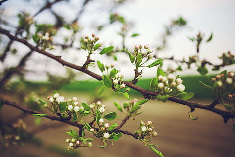 jung, Apfel, Baum, Blumen, Frühling, Grün, Blatt, Blätter, Knospen, Früchte, Ast, Natur, Obst, Pflanze, Nahansicht, Wachstum, Schönheit in der Natur, Blume, Frische, blühende Pflanze, Fokus auf den Vordergrund, keine Leute, Tag, Zerbrechlichkeit, Verletzlichkeit, Pflanzenteil, grüne Farbe, draußen, 5K, CC0, gemeinfrei, lizenzfrei
