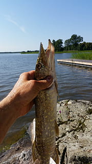 Pike, Fisch, Fang, Wasser, menschliche Hand, Hand, Natur, Tag, eine Person, menschliches Körperteil, Himmel, ein Tier, Wirbeltier, See, echte Menschen, Fokus auf den Vordergrund, Lebensstile, halten, Freizeitbeschäftigung, draußen, Finger, 5K, CC0, gemeinfrei, lizenzfrei