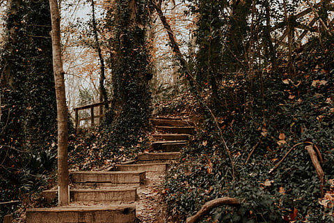 escaleras de concreto gris, marrón, camino, verde, pastos, arboles, tiempo de día, bosque, paso, pasos, árbol, hiedra, bronceado, hoja, naturaleza, planta, tierra, nadie, día, el maletero, tronco de arbol, tranquilidad, crecimiento, arquitectura, escalera, belleza en la naturaleza, al aire libre, estructura construida, material de madera, escena tranquila, vista de ángulo bajo, 5K, CC0, dominio público, libre de derechos