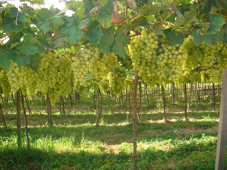 wijnstok, fruit, druiven, groei, landbouw, boom, natuur, geen mensen, fabriek, wijngaard, eten en drinken, gezond eten, veld-, voedsel, land-, hek, grens, groene kleur, barrière, schoonheid in de natuur, landschap, druif, wijnmaken, farm, buitenshuis, plantage, rijp, 2K