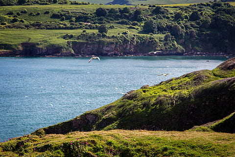 sahil, brixham, devon, Berry kafa, deniz, İngiltere, uk, ingilizce, okyanus, torbay, seyahat, faliyet alani, sahne, kıyı, uçurumlar, manzara, güneşli, Defne, mavi, dış mekan, Su, peyzaj, bitki, doğada güzellik, manzaralar - doğa, ağaç, gün, sakin sahne, huzur, arazi, doğa, yeşil renk, büyüme, insansız, dağ, kentsel olmayan sahne, çimen, pastoral, hayvan temaları, açık havada, 4K, CC0, kamu malı, telif ücretsiz