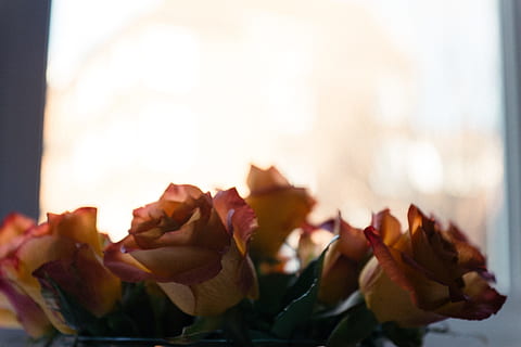 roses subexposades, roses, subexposat, naturalesa, primer pla, cap gent, a l'interior, menjar, frescor, llest per menjar, flor, planta amb flors, bellesa a la natura, fragilitat, vulnerabilitat, rosa, planta, flor de roses, pètal, centrar-se en primer pla, inflorescència, cap de flor, dia, enfocament selectiu, 4K, CC0, domini públic, lliure de regalies