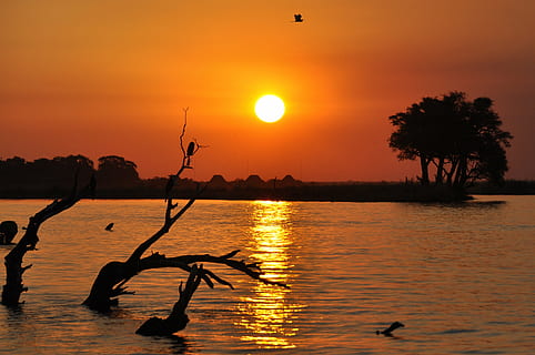 botswana, západ slunce, chobe, silueta, Příroda, voda, moře, jezero, soumrak, odraz, nebe, strom, slunce, krása v přírodě, oranžová barva, scenics - příroda, klidné scény, klid, rostlina, pták, zvíře, zvířat, nikdo, venku, romantické nebe, 4K, CC0, veřejná doména, bez autorských práv