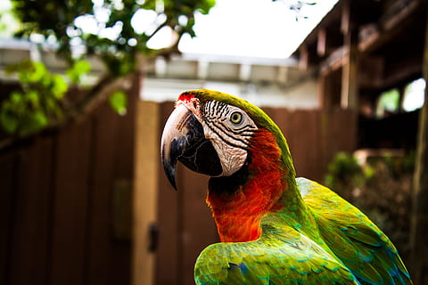 fotografi lensa tilt shift, hijau, merah, burung nuri, selektif, fotografi fokus, burung beo, dekat dan pribadi, burung, hewan, macaw, alam, hewan peliharaan, paruh, multi-warna, margasatwa, iklim tropis, bulu, kebun binatang, imut, satu binatang, tema binatang, kakatua, bertulang belakang, fokus pada latar depan, satwa liar hewan, binatang di alam liar, tidak ada orang, hari, merapatkan, bagian tubuh hewan, kepala hewan, di luar rumah, binatang di penangkaran, lorikeet pelangi, 5K, CC0, domain publik, bebas royalti