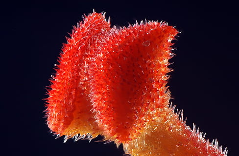 floră, minuscul, pistil, macro, Fundal negru, a închide, culoare portocalie, animale sălbatice, nici o persoana, studio shot, mare, sub apă, natură, roșu, apă, Viata marina, sub mare, marin, animale tematice, extreme close-up, animale în sălbăticie, animal, un animal, frumusețe în natură, mărire, 2K, CC0, domeniu public, fără drepturi de autor