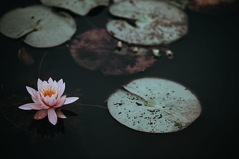 foto scarsamente illuminata, rosa, fiore di loto, succulento, pianta, galleggiante, acqua, pianta succulenta, natura, fiore, Ninfea, zen, petalo, fiore singolo, ninfea di loto, stagno, rilassamento, scena tranquilla, bellezza nella natura, trattamento Spa, nessuno, avvicinamento, in casa, freschezza, pianta fiorita, fragilità, vulnerabilità, infiorescenza, testa di fiore, crescita, Colore bianco, cibo, polline, cibo e bevande, galleggia sull'acqua, 4K, CC0, dominio pubblico, privo di copyright
