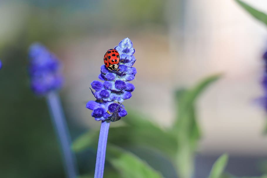 naturalesa, marieta, escarabat, insecte, amulet de la sort, flor, vermell, punts, planta amb flors, planta, primer pla, bellesa a la natura, fragilitat, centrar-se en primer pla, frescor, vulnerabilitat, invertebrat, porpra, fauna animal, temes d'animals, animal, cap de flor, pètal, blau, creixement, cap gent, ala dels animals, papallona - insecte, polinització, 2K