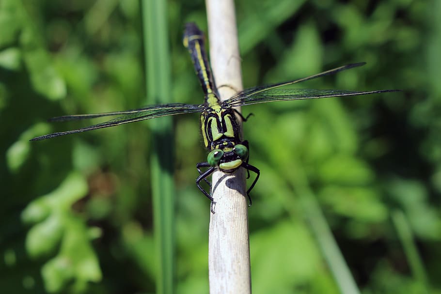Libelle, Insekt, schließen, Fluginsekt, Kreatur, Fokus auf den Vordergrund, Nahansicht, grüne Farbe, wirbellos, Natur, Tag, Tiere in freier Wildbahn, keine Leute, Tierwelt, Pflanze, Tierthemen, Zaun, Sicherheit, Draht, Grenze, Tier, ein Tier, draußen, 5K