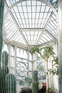 innendørs, tre, kaktus, vindus, hvit, grønn, hus, mønster, planter, anlegg, arkitektur, ingen folk, dag, bygget struktur, tak, drivhus, natur, vekst, lav vinkel visning, henger, glass - materiale, himmellys, blomst, botanikk, hvit farge, design, arkitektonisk kolonne, utsmykkede, planteskole, 4K, CC0, offentlig domene, opphavsrett gratis