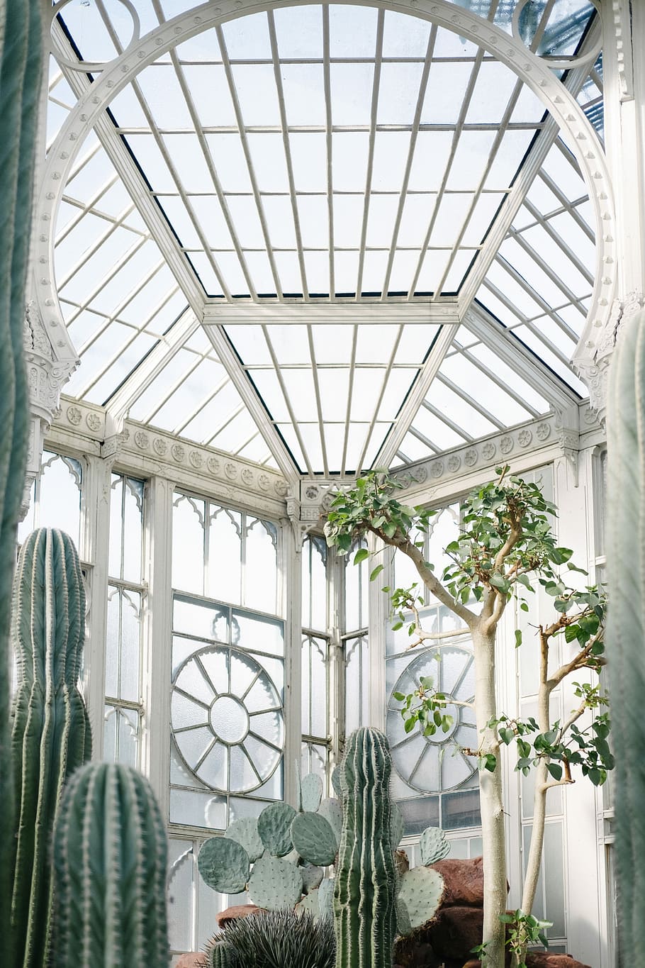 innendørs, tre, kaktus, vindus, hvit, grønn, hus, mønster, planter, anlegg, arkitektur, ingen folk, dag, bygget struktur, tak, drivhus, natur, vekst, lav vinkel visning, henger, glass - materiale, himmellys, blomst, botanikk, hvit farge, design, arkitektonisk kolonne, utsmykkede, planteskole, 4K