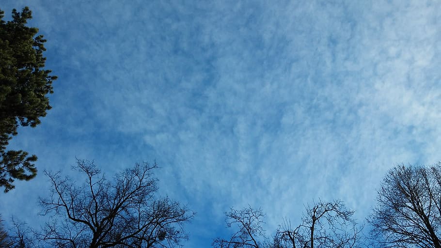 cielo, nuvole, nuvoloso, sfondo, blu, alberi, cirrocumulus, cirrocumulus lacunosus, albero, natura, bellezza nella natura, inverno, la neve, la tranquillità, pianta, nessuno, nuvola - cielo, Inquadratura dal basso, ramo, foresta, scenics - natura, albero nudo, temperatura fredda, all'aperto, cima dell'albero, silhouette, Pino, albero di conifere, bosco di pini, baldacchino di albero, 2K