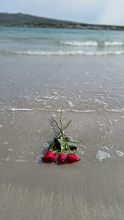 Rose, strand, vand, sand, hav, ocean, romantisk, rød, romantik, blomst, kærlighed, kyst, valentinsdag, skønhed i naturen, jord, blomstrende plante, natur, plante, ingen mennesker, dag, ro, sårbarhed, skrøbelighed, rolig scene, friskhed, udendørs, scenics - natur, 5K, CC0, offentligt domæne, royaltyfrie