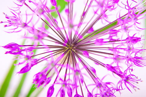 Frühling, Blume, Baum, Blumen, Blumenbaum, lila, pinke Farbe, keine Leute, Wissenschaft, Nahansicht, blühende Pflanze, Pflanze, Schönheit in der Natur, Verletzlichkeit, Zerbrechlichkeit, Frische, Wachstum, Hintergründe, Natur, Vollbild, selektiver Fokus, Tag, Blütenstand, Blütenkopf, drinnen, 2K, CC0, gemeinfrei, lizenzfrei