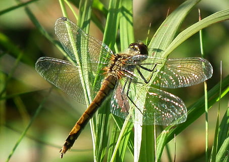 Libelle, Makro, Fehler, Insekt, Detail, Flügel, Tierwelt, Gras, Libellen, Eintagsfliege, Natur, Tier, Tierflügel, Nahansicht, Sommer-, Tierthemen, wirbellos, Tiere in freier Wildbahn, ein Tier, Pflanze, Fokus auf den Vordergrund, Pflanzenteil, Blatt, keine Leute, Tag, grüne Farbe, draußen, Schönheit in der Natur, Grashalm, 720P, CC0, gemeinfrei, lizenzfrei