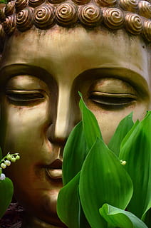 guld buddha bust statue, bag, grøn, bladede, plante, buddah, guld, statue, Kunst og håndværk, skulptur, repræsentation, menneskelig repræsentation, mandlig lighed, kreativitet, tæt på, ingen mennesker, kvindelig lighed, håndværk, spiritualitet, tro, religion, blad, plante del, dag, arkitektur, 4K, CC0, offentligt domæne, royaltyfrie