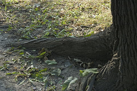 Baum, Wurzel, Wurzeln, Wald, Kofferraum, Natur, Umgebung, Blätter, Boden, Wachstum, wachsen, wachsend, Holz, Pflanze, Baumstamm, Land, Pflanzenteil, keine Leute, Tag, Blatt, Feld, Ruhe, Borke, Schönheit in der Natur, draußen, High Angle View, grüne Farbe, 2K