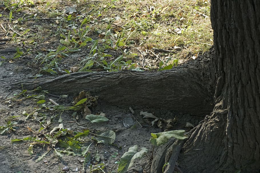 Baum, Wurzel, Wurzeln, Wald, Kofferraum, Natur, Umgebung, Blätter, Boden, Wachstum, wachsen, wachsend, Holz, Pflanze, Baumstamm, Land, Pflanzenteil, keine Leute, Tag, Blatt, Feld, Ruhe, Borke, Schönheit in der Natur, draußen, High Angle View, grüne Farbe, 2K
