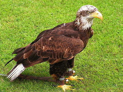 àguila calba, cub, ocell, depredador, àguila, falconeria, temes d'animals, animal, rapinyaire, un animal, vertebrats, herba, animals a la natura, fauna animal, camp, terra, planta, naturalesa, àguila - ocell, dia, cap gent, voltor, color verd, a l'aire lliure, bec, vista del perfil, 1080P, CC0, domini públic, lliure de regalies