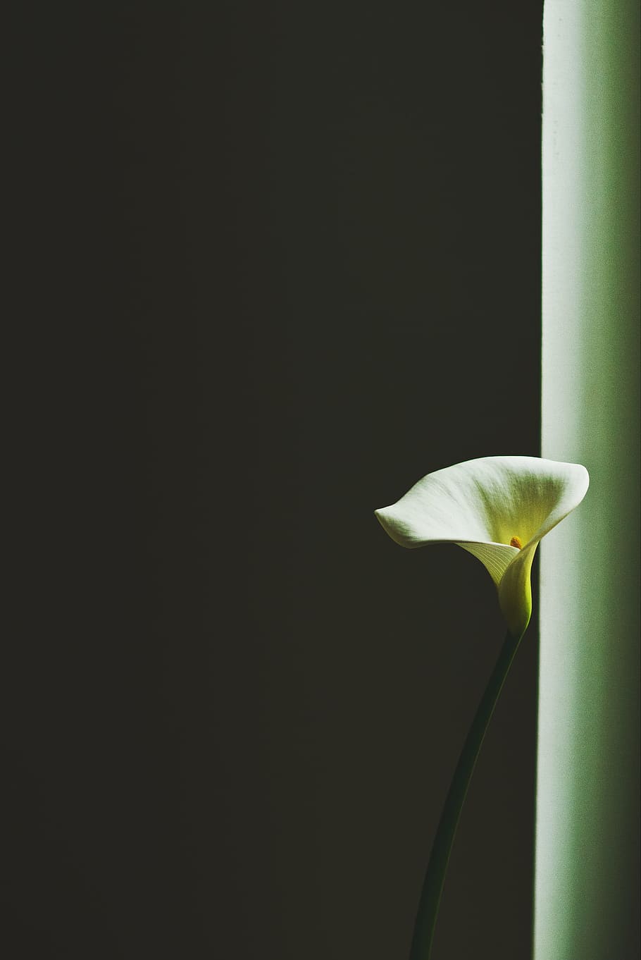 detailopname, foto, wit, Vredelelie, venster, witte petaled bloem, geel, calla lelie, Lelie bloem, in bloei, bloem, fabriek, natuur, groene kleur, blad, schoonheid in de natuur, versheid, macro, stam, breekbaarheid, bloemblad, bloeiende plant, kwetsbaarheid, bloeiwijze, kopie ruimte, bloemhoofd, geen mensen, studio opname, groei, binnenshuis, witte kleur, zwarte achtergrond, 2K