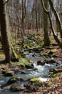 foresta, fonte, natura, bach, torrente, pietre, muschio, acqua, acque, acqua corrente, flusso, albero, ruscello, all'aperto, fiume, paesaggio, bosco, Paesaggi, colore verde, foglia, pianta, terra, tronco d'albero, tronco, la tranquillità, bellezza nella natura, nessuno, scenics - natura, fluente, scaricamento, giorno, crescita, movimento, flusso - acqua che scorre, 4K, CC0, dominio pubblico, privo di copyright