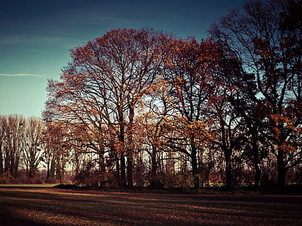 paysage, la nature, arable, le coucher du soleil, des arbres, ciel du soir, abendstimmung, soir, arbre, plante, l'automne, tranquillité, beauté dans la nature, changement, ciel, terre, scène tranquille, personne, paysages - nature, champ, journée, croissance, arbre nu, environnement, en plein air, branche, tomber, 4K, CC0, domaine public, libre de droits