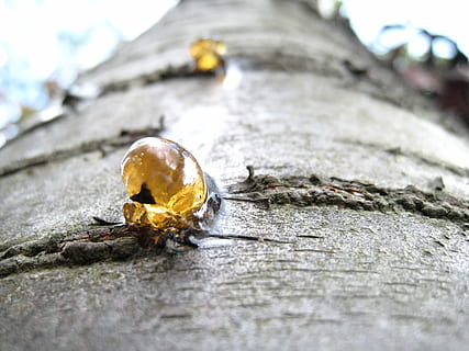 Harz, Baum, Flüssigkeit, Sekretion, getrocknet, Gummi, Holz, Kofferraum, natürlich, Nadelholz, Makro, Schnitt, Auto, Nahansicht, draußen, Wasser, keine Leute, Natur, selektiver Fokus, Tag, Gelb, Holz - Material, texturiert, Tierwelt, Tier, Tiere in freier Wildbahn, Rau, Tierthemen, Schale, Fokus auf den Vordergrund, Schönheit in der Natur, Tierhülle, wirbellos, 2K, CC0, gemeinfrei, lizenzfrei