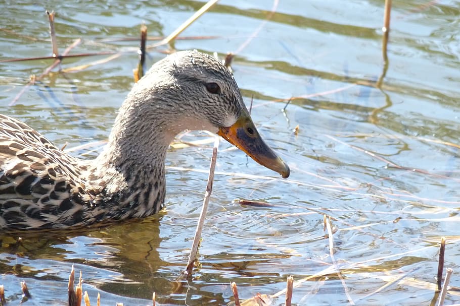 canard, québec, Canadà, un animal, aigua, animals a la natura, temes d'animals, llac, nedar, fauna animal, animal, vertebrats, ocell, ànec, ocell aquàtic, dia, naturalesa, cap gent, aus de corral, primer pla, centrar-se en primer pla, vista d’angle alt, bec, cap d’animals, 2K