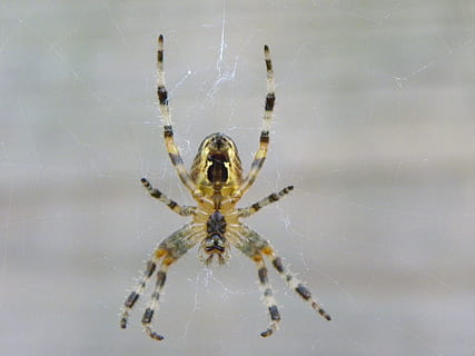 rotazione, insetto, natura, web, insetti, macro, gambe, giardino, animali, agosto, ragnatela, ragno, aracnide, un animale, invertebrato, artropodo, animali allo stato selvatico, avvicinamento, animale, temi animali, fragilità, fauna selvatica, sopravvivenza, vulnerabilità, gamba animale, parte del corpo animale, concentrarsi sulle conoscenze acquisite, nessuno, all'aperto, velenoso, aggressione, 4K, CC0, dominio pubblico, privo di copyright