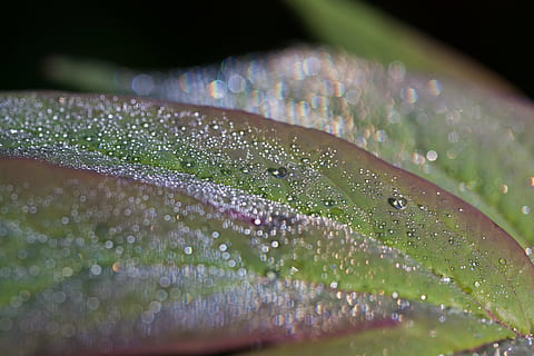 rosada, gota de rosada, morgentau, degoteig, gota d’aigua, full, naturalesa, tancar, verd, llum del matí, peònia, primavera, macro, refracció, colors de l'arc de Sant Martí, tirar, humit, aigua, primer pla, enfocament selectiu, planta, part de la planta, bellesa a la natura, frescor, cap gent, fragilitat, color verd, vulnerabilitat, pluja, creixement, a l'aire lliure, gota de pluja, puresa, fulla d'herba, fulles, fons negre, 4K, CC0, domini públic, lliure de regalies