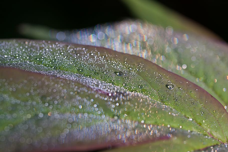 rosada, gota de rosada, morgentau, degoteig, gota d’aigua, full, naturalesa, tancar, verd, llum del matí, peònia, primavera, macro, refracció, colors de l'arc de Sant Martí, tirar, humit, aigua, primer pla, enfocament selectiu, planta, part de la planta, bellesa a la natura, frescor, cap gent, fragilitat, color verd, vulnerabilitat, pluja, creixement, a l'aire lliure, gota de pluja, puresa, fulla d'herba, fulles, fons negre, 4K