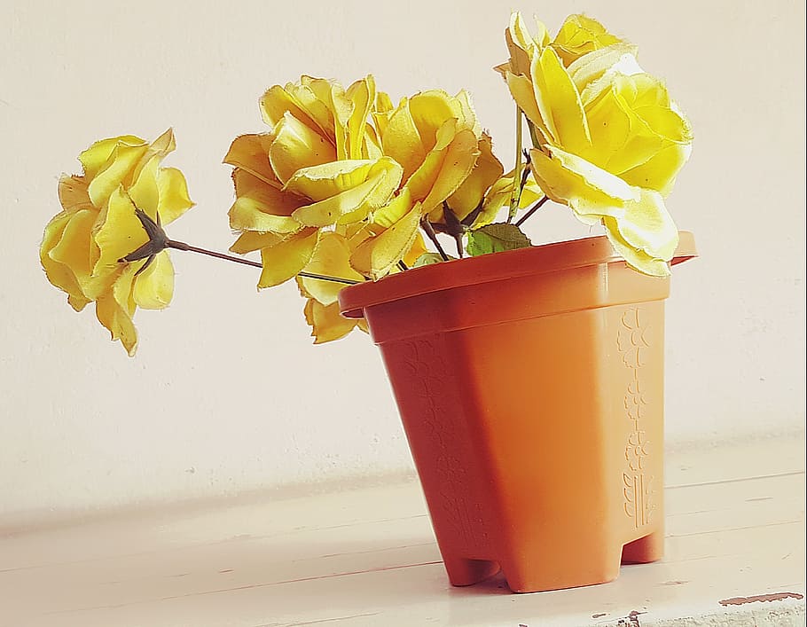 květ, krásná květina, b, Příroda, jaro, žlutá, květinový, přírodní, letní, zelená, okvětní lístek, botanický, svěžest, sezónní, zahrada, sedmikráska, kytice, jarní květina, modrý, barvitý, Jasný, čerstvý, makro, sezóna, růžový, Červené, oranžový, barva, bílý, rostlina, den, kvetoucí rostlina, uvnitř, nikdo, krása v přírodě, jídlo a pití, stálý život, detail, studio shot, jídlo, stůl, aranžování květin, Zdravé stravování, váza, kontejner, květu hlavy, džbán - džbán, 1080P