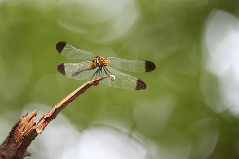 libellula, insetto, Ali, corpo, gambe, capo, occhi, capelli, legna, Marrone, biologia, fauna, invertebrato, un animale, fauna selvatica, temi animali, animale, animali allo stato selvatico, ala animale, avvicinamento, pianta, concentrarsi sulle conoscenze acquisite, natura, nessuno, parte vegetale, bellezza nella natura, giorno, all'aperto, foglia, albero, 4K, CC0, dominio pubblico, privo di copyright
