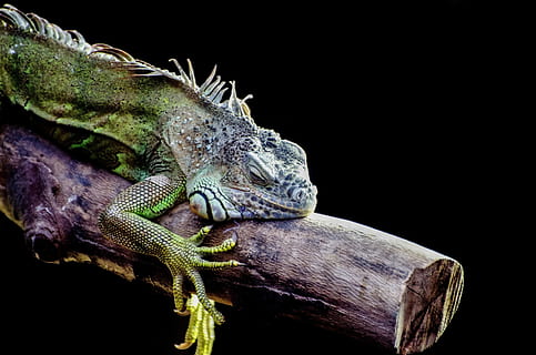 yeşil, gri, geko, tünemiş, ağaç dalı, yeşil kertenkele, iguana, öğrenci, kertenkele, mikro, Ejderha, pullu, tropikal, makro, kapat, renkli, görme yeteneği, prehistorik, seyir, Su, doğa, Evcil Hayvan, detay, omurgalı, sürüngen, göz, hayvan, terazi, yaban hayatı, bakmak, bir hayvan, hayvan yaban hayatı, hayvan temaları, vahşi hayvanlar, siyah arka plan, kapatmak, insansız, stüdyo çekimi, yeşil renk, şube, içeriye, ağaç, ahşap malzeme, gece, bukalemun, hayvan ölçeği, 1080P
